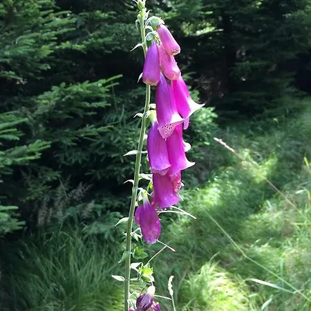 Mirror * Krásná Lípa